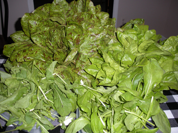 csa_week_01